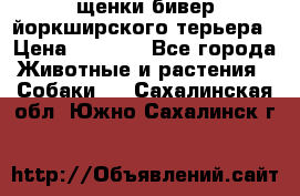 щенки бивер йоркширского терьера › Цена ­ 8 000 - Все города Животные и растения » Собаки   . Сахалинская обл.,Южно-Сахалинск г.